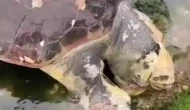 Caretta caretta rotayı şaşırdı: Akdeniz'in ünlü misafiri İzmit Körfezi'nde ortaya çıktı