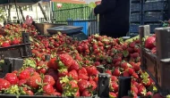 Zirai don diğer ürünleri vurdu, Bolu pazarında çilek patlaması yaşandı