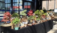 Kocaeli'de V. Ulusal Bonsai Sergisi: Doğanın zarafeti ve sabır vurgulandı