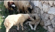 Diyadin'de çoban köpeği ve koyunlar arasındaki derin dostluk: Köpeğin sakinliği ve koyunların güveni dikkat çekti