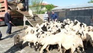 Erzincan'da yayla göçü başladı: Şavaklı üreticiler emek yolculuğunda