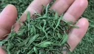 Bayburt tarhunu artık tescilli! Yöresel lezzete coğrafi işaret geldi