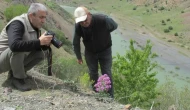 Elazığ'da Allı Gelin Bitkisi için kritik izleme çalışması: Biyoçeşitliliğin korunması için önemli adım
