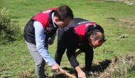 Amasya'da süne ile mücadele: Tarım ekipleri neleri hedefliyor?