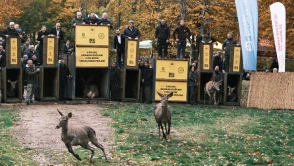 Kocaeli doğaya 7 geyik saldı