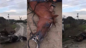 Gebze'de at elektrik akımına kapıldı