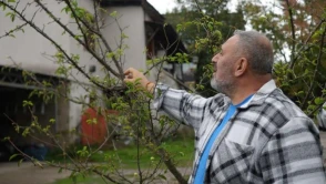 Kocaeli’de erik ağaçları meyve verdi