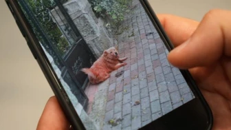 Kocaeli'de boyalı sokak köpekleri şaşırttı