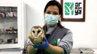 Ormanya yaralı baykuşu tedavi etti