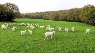 Kocaeli süt otu ekimi maliyetleri düşürdü
