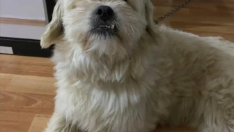 İzmit’te kayıp köpek Sipsi aranıyor