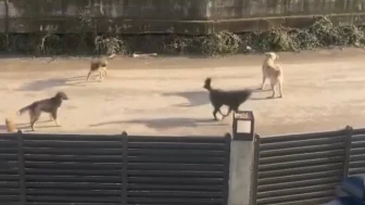 Kartepe’de başıboş köpekler mahalleliyi korkutuyor