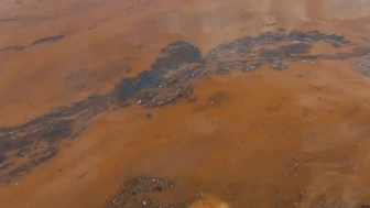 Körfez sahili alg patlaması yaşıyor