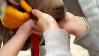 Sakarya'da boğazına ağaç takılan köpeği vatandaşlar böyle kurtardı