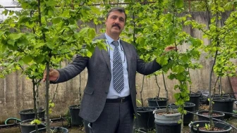 İklim değişikliği fındık tarımını tehdit ediyor: Düfam'dan stratejik bir araştırma