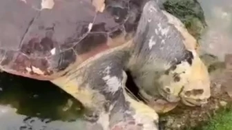 Caretta caretta rotayı şaşırdı: Akdeniz'in ünlü misafiri İzmit Körfezi'nde ortaya çıktı