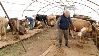 Başiskele'deki kurbanlık satış yerinde hazırlıklar tamam: Kurbanlıklar alıcıları ile buluştu