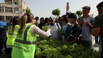 Mardin Belediyesi'nden fesleğen atağı: 60 bin fide ücretsiz dağıtıldı