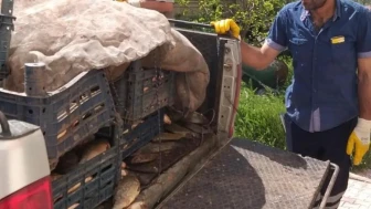Elazığ'da büyük denetim: Kaçak avlanan 700 kilo sazan balığına el konuldu