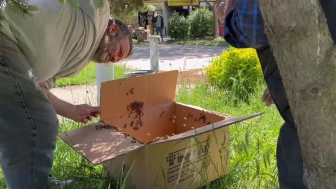 Karasu'da vatandaşlar çıplak elle ana arıyı buldu! Tehlikeye rağmen güvenli taşındılar