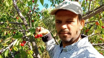 Manisa'da Napolyon kirazı üreticilerinin yüzü güldü: Kilo fiyatı 300 TL'yi buldu