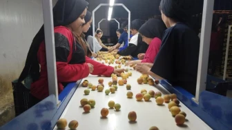 Mersin'de kayısı hasadı hız kazandı: İhracatta 100 bin ton hedefi