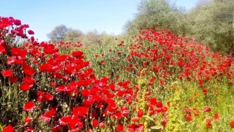 Çay kenarında gelincik güzelliği: Kütahya'da tablo gibi manzara