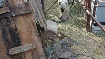 Kuyuya düşen yavru köpekler kurtarıldı: Anne köpek ekibin başından bir an olsun ayrılmadı