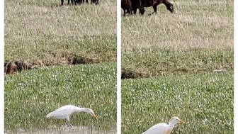 Doğa severler nadir Sığır Balıkçılı kuşunu görüntüledi: Şanslı anın detayları...