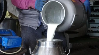 Ardahan'da süt üreticileri isyanda: Maliyetler alt üst, destek bekliyorlar