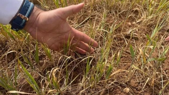 Şırnak'ta kuraklık alarmı: Tarım ürünleri susuzluktan erken kuruyor