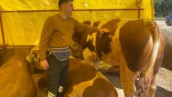 Derince Kurban Pazarı'nda fiyatlar 130 bin TL'den başlıyor