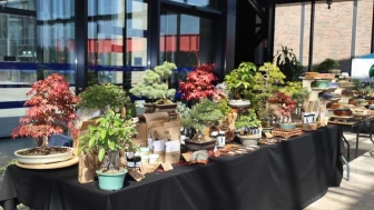 Kocaeli'de V. Ulusal Bonsai Sergisi: Doğanın zarafeti ve sabır vurgulandı