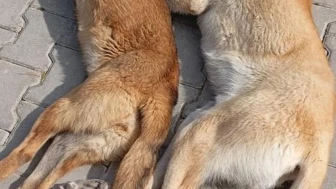 Kırşehir'de hayvan katliamı iddiası: Hayvan barınağında şok iddia