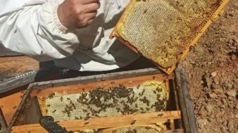 Gazipaşa'da arıcılar yaylalara göç ediyor: Bu yıl bal verimi ne seviyede olacak?