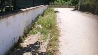 Kandıra'da yabani otlar kaldırımları istila etti: Mahalle sakinlerinden yetkililere çığlık