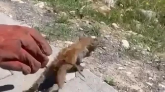 Su giderine sıkışan kedi kurtarıldı: Kahramanmaraş itfaiyesi seferber oldu