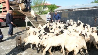 Erzincan'da yayla göçü başladı: Şavaklı üreticiler emek yolculuğunda