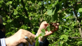 Fındıkta büyük tehlike: Zirai don felaketi zararı %100'lere ulaştı