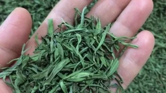 Bayburt tarhunu artık tescilli! Yöresel lezzete coğrafi işaret geldi