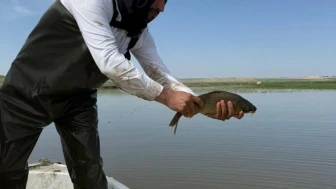 Kaçak balıkçılar jandarmanın ağına takıldı: 83 bin TL ceza kesildi