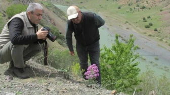 Elazığ'da Allı Gelin Bitkisi için kritik izleme çalışması: Biyoçeşitliliğin korunması için önemli adım