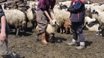 Diyadin'de küçükbaş hayvanlara küpe ve aşı çalışması