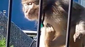 Muğla'da sokakta dolaşan maymun paniğe neden oldu! Jandarma ekipleri müdahale etti
