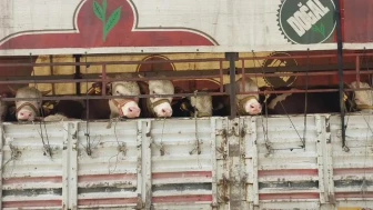 Salihli'de kurbanlık nakli yapan araçlara sıkı denetim