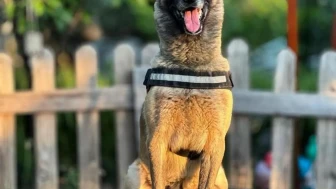 AKUT'un kahraman köpeği Bob Kuşadası'nda hayatını kaybetti