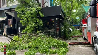 İzmit'te fırtına dehşeti: Devrilen çınar ağacı kafe çatısını yıktı, yol trafiğe kapandı