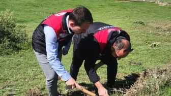 Amasya'da süne ile mücadele: Tarım ekipleri neleri hedefliyor?