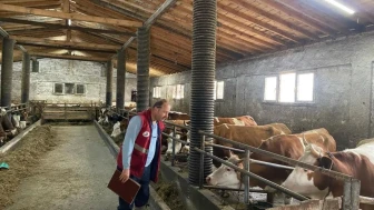 Samsun'da şap hastalığına karşı kapsamlı tarama: Olumsuz bulguya rastlanmadı