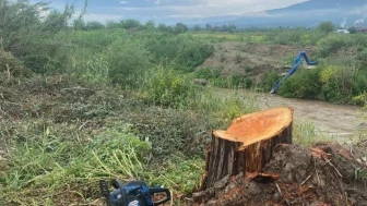 Kamuya ait alanda ağaç kesen şüpheliler yakalandı: Aydın'da 5 adet okaliptüs ağacı kesildi